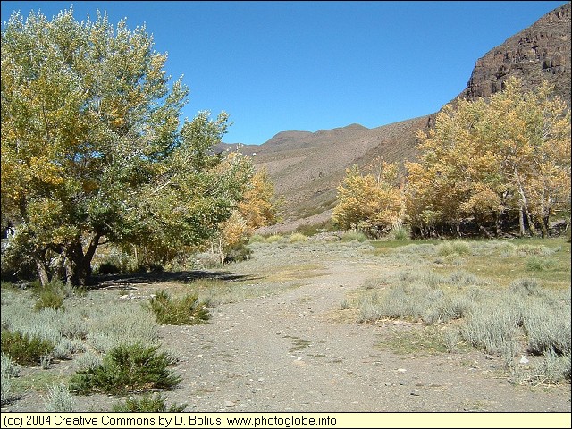 Trees in the Stone Desert