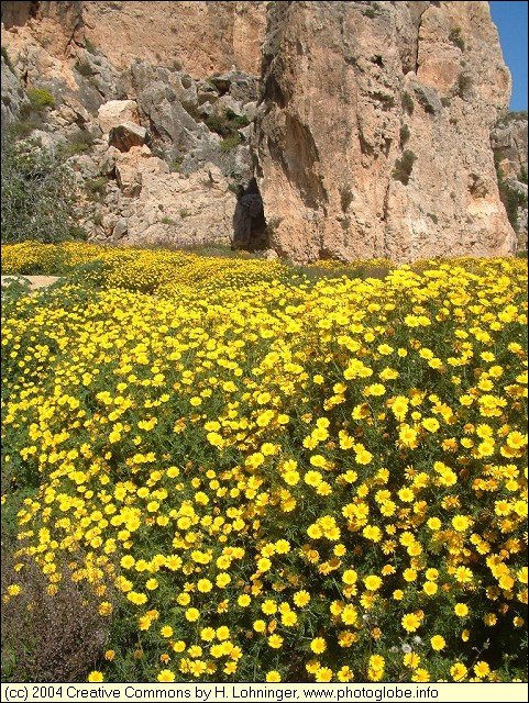 Sea of Yellow Flowers near Mistra Rocks