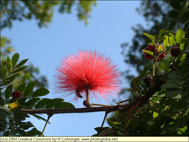 Red Blossom