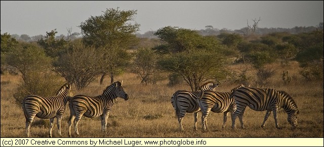 Zebras near Ntomeni